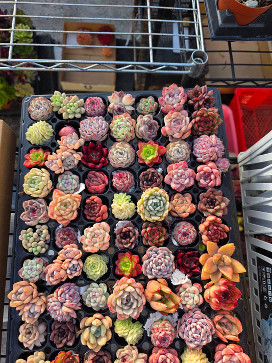 Imported mixed baby 1-1.5inch each   5 pcs per set