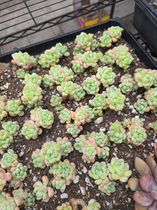 sedum clavatum 1 pc