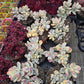 Imported Cotyledon Orbiculata var 1 pc