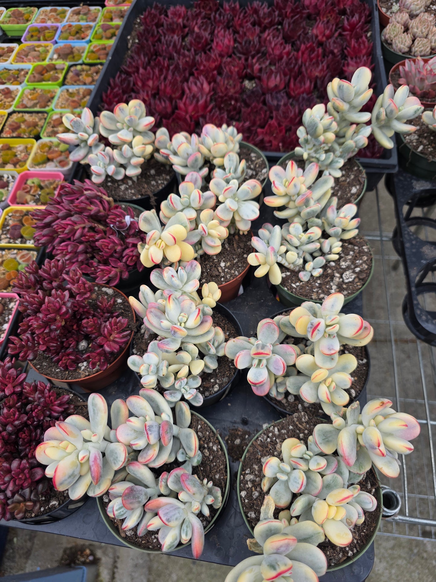 Imported Cotyledon Orbiculata var 1 pc