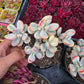 Imported Cotyledon Orbiculata var 1 pc