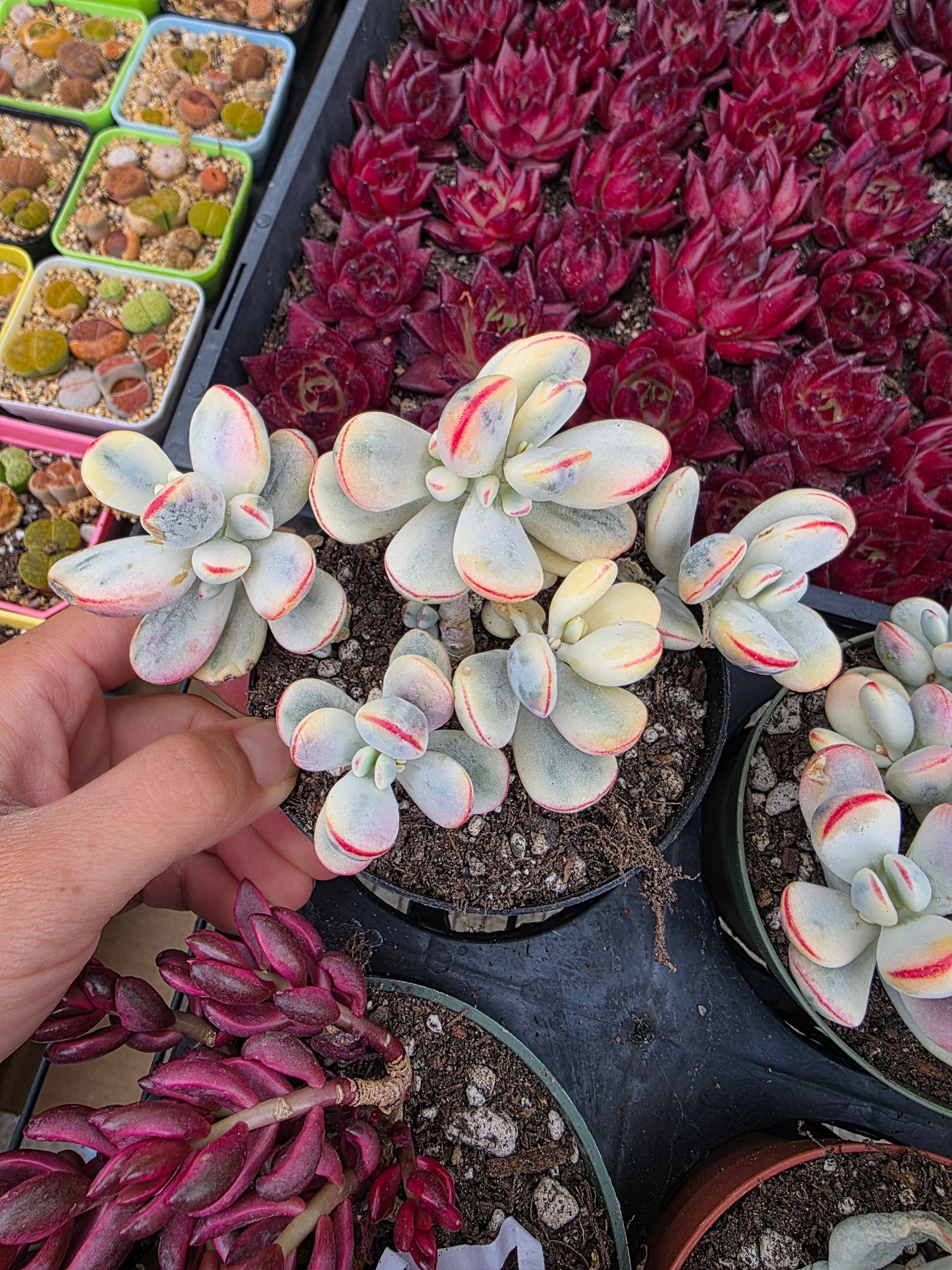 Imported Cotyledon Orbiculata var 1 pc