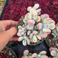Imported Cotyledon Orbiculata var 1 pc