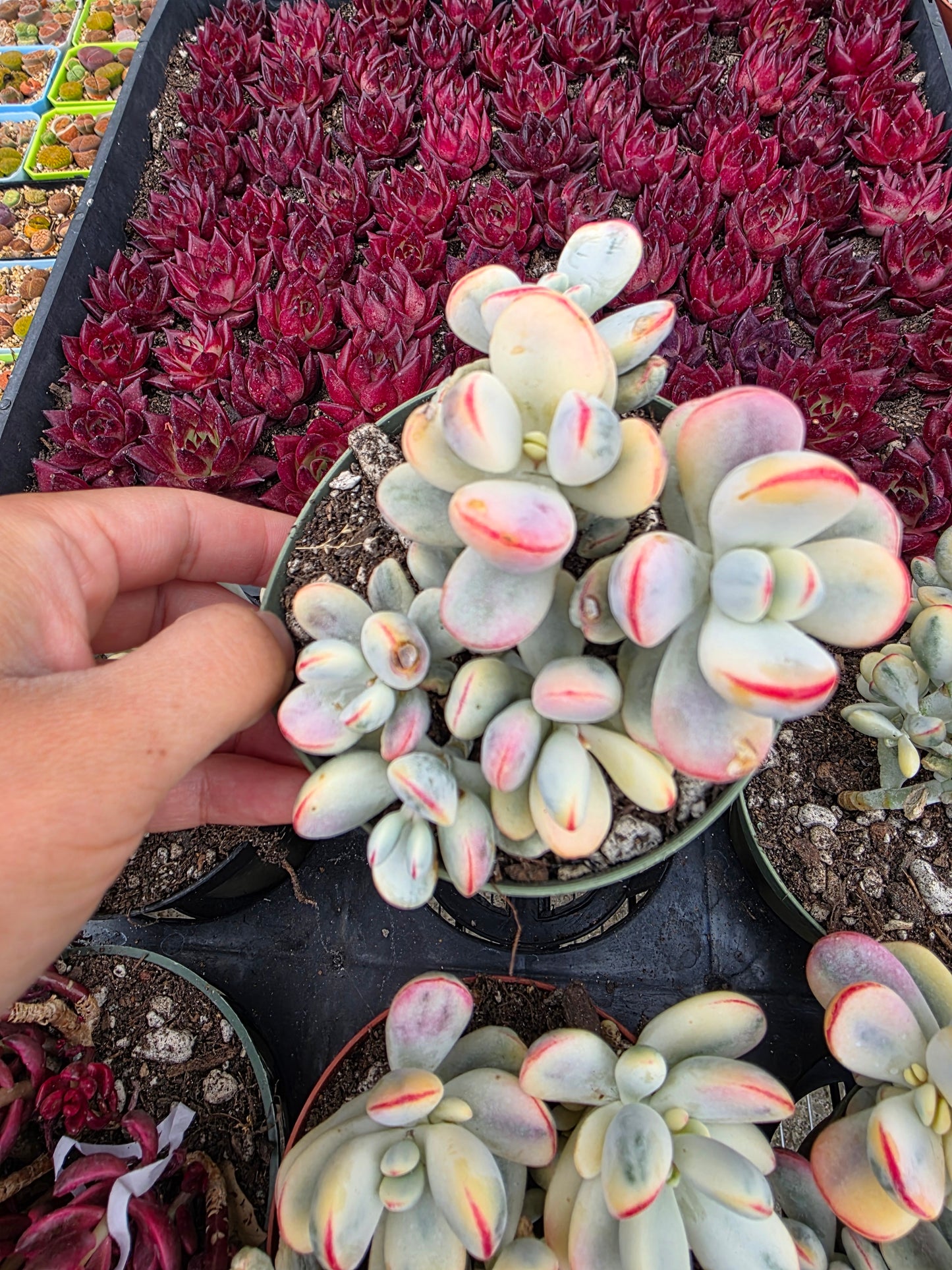 Imported Cotyledon Orbiculata var 1 pc
