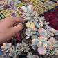 Imported Cotyledon Orbiculata var 1 pc