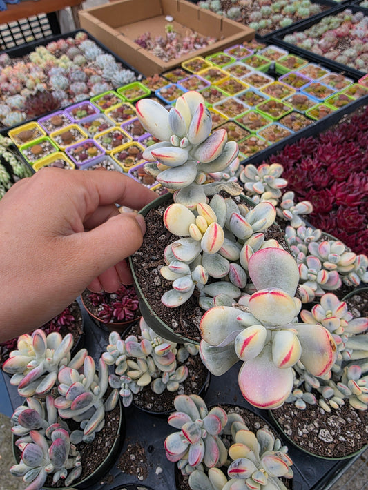 Imported Cotyledon Orbiculata var 1 pc