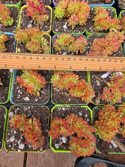 Imported sedum alice evan crested 1 pc