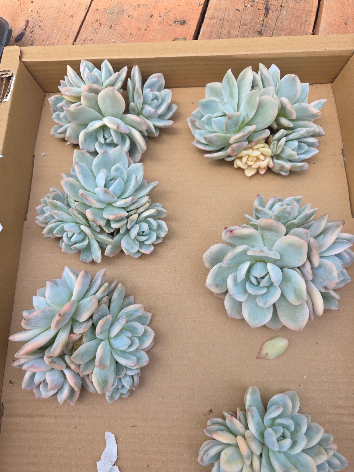 Monroe var 1 pc cluster