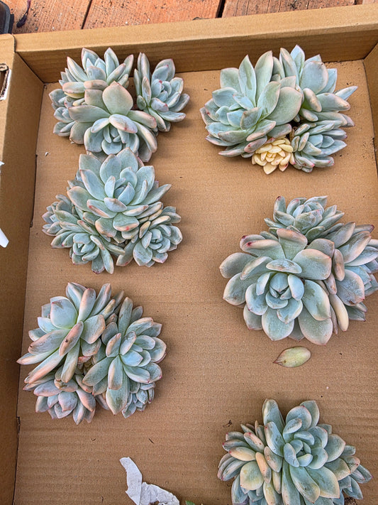 Monroe var 1 pc cluster