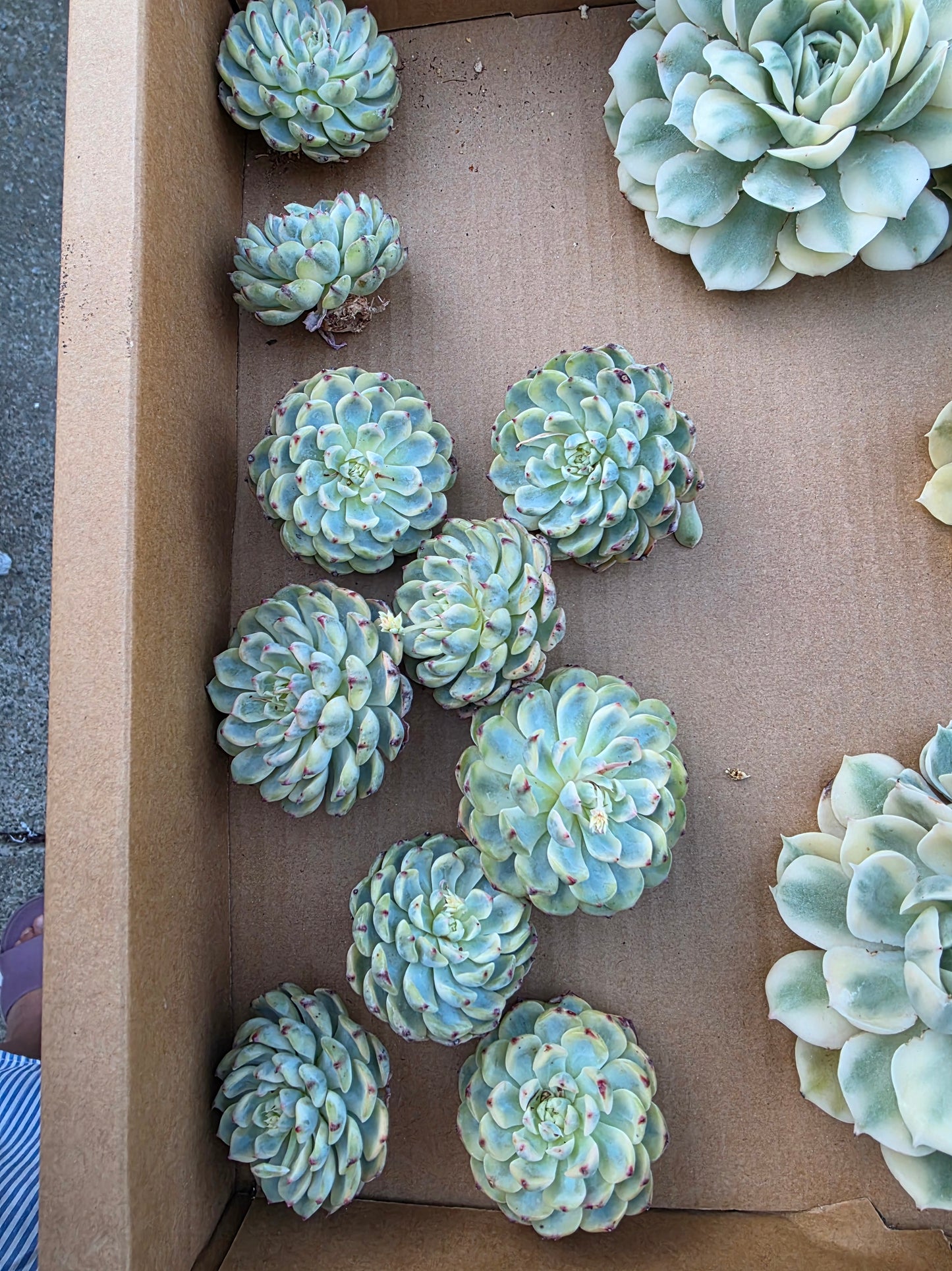 Blue minima var 1pc