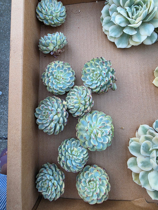 Blue minima var 1pc