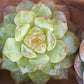 Imported ice soul 1 pc