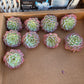 Imported desert rose 1pc