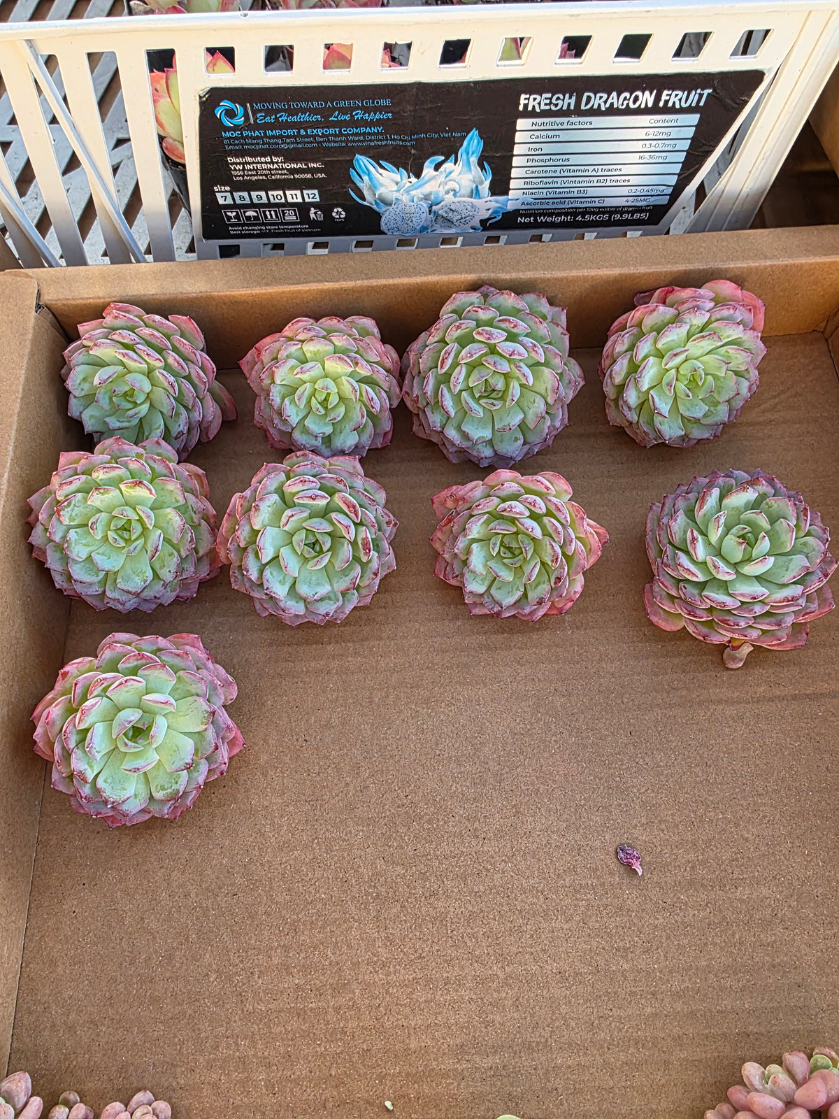 Imported desert rose 1pc