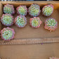 Imported desert rose 1pc