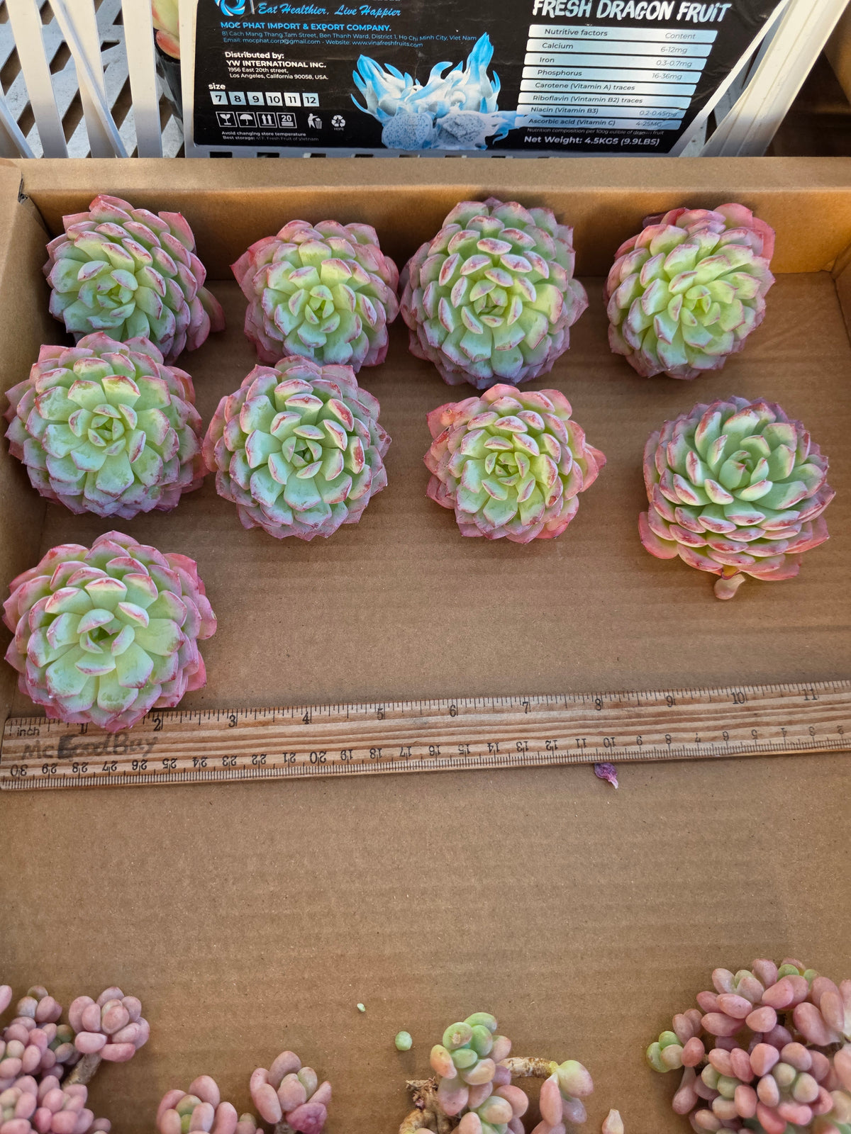 Imported desert rose 1pc
