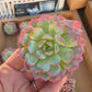 Imported desert rose 1pc