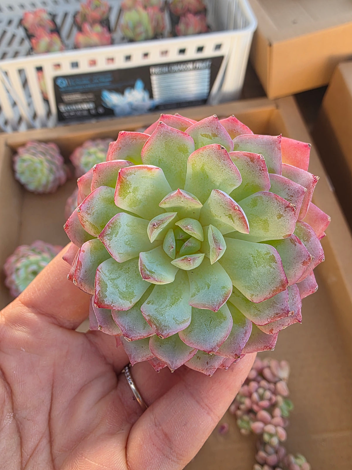 Imported desert rose 1pc