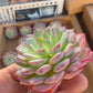 Imported desert rose 1pc