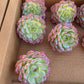 Imported desert rose 1pc