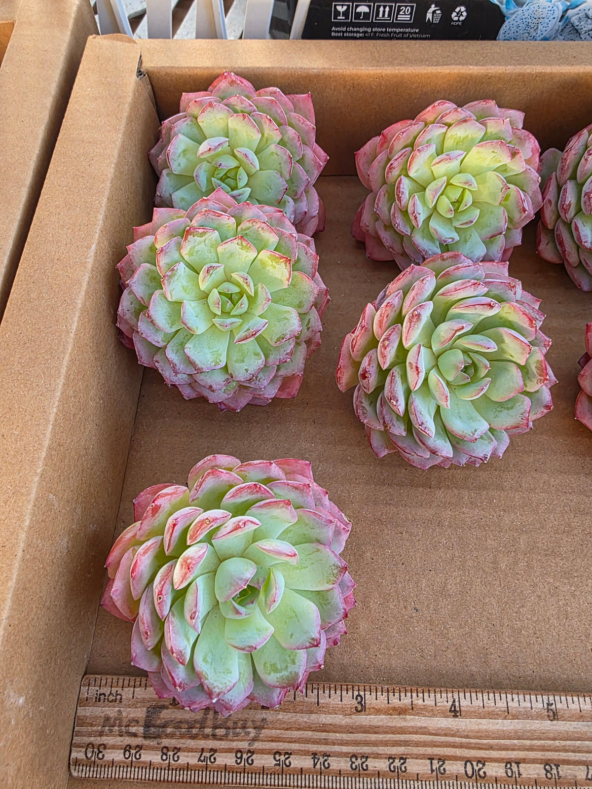 Imported desert rose 1pc