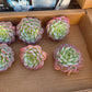 Imported desert rose 1pc