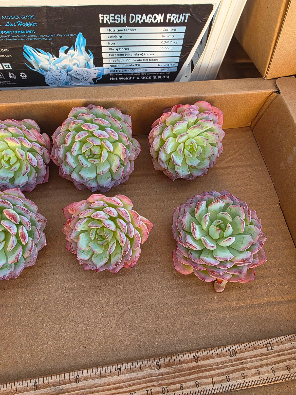 Imported desert rose 1pc