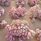 Imported caviar 1 cluster