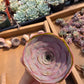 Imported pink greenovia 1pc