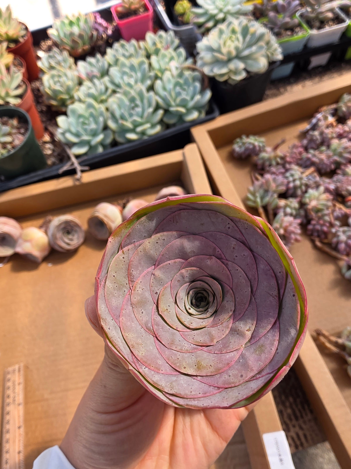 Imported pink greenovia 1pc