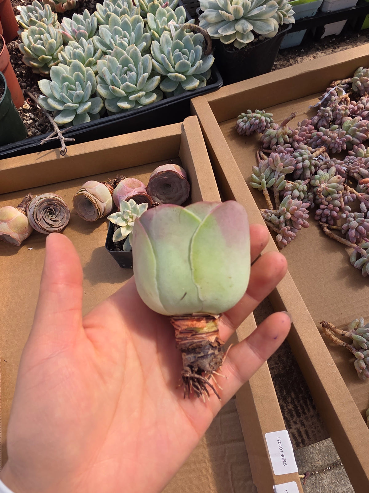 Imported pink greenovia 1pc