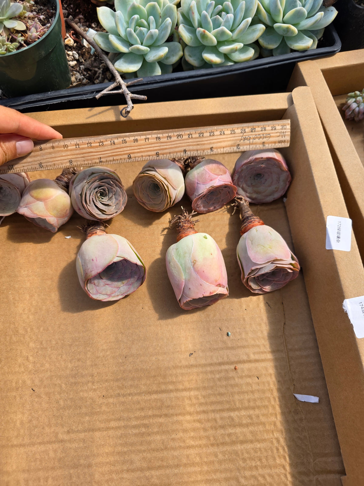 Imported pink greenovia 1pc
