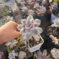 Imported Purple delight var