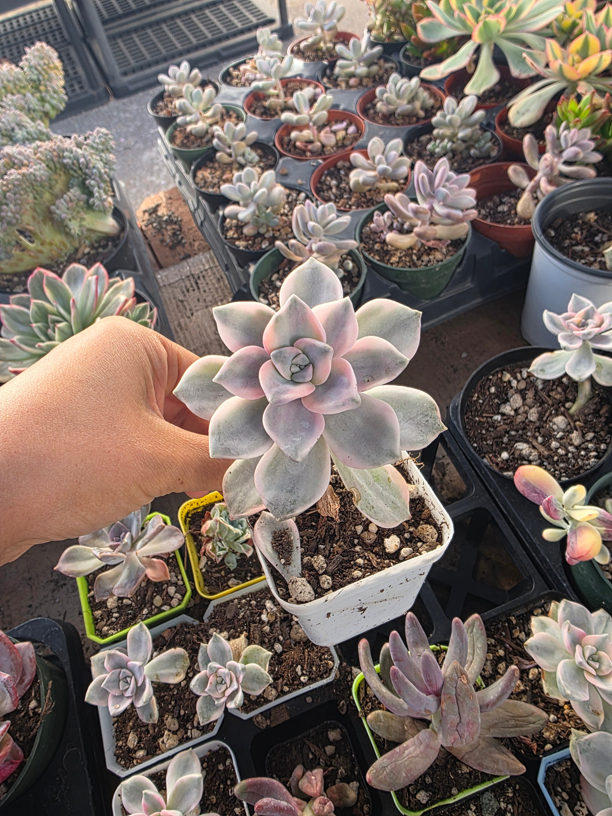 Imported Purple delight var