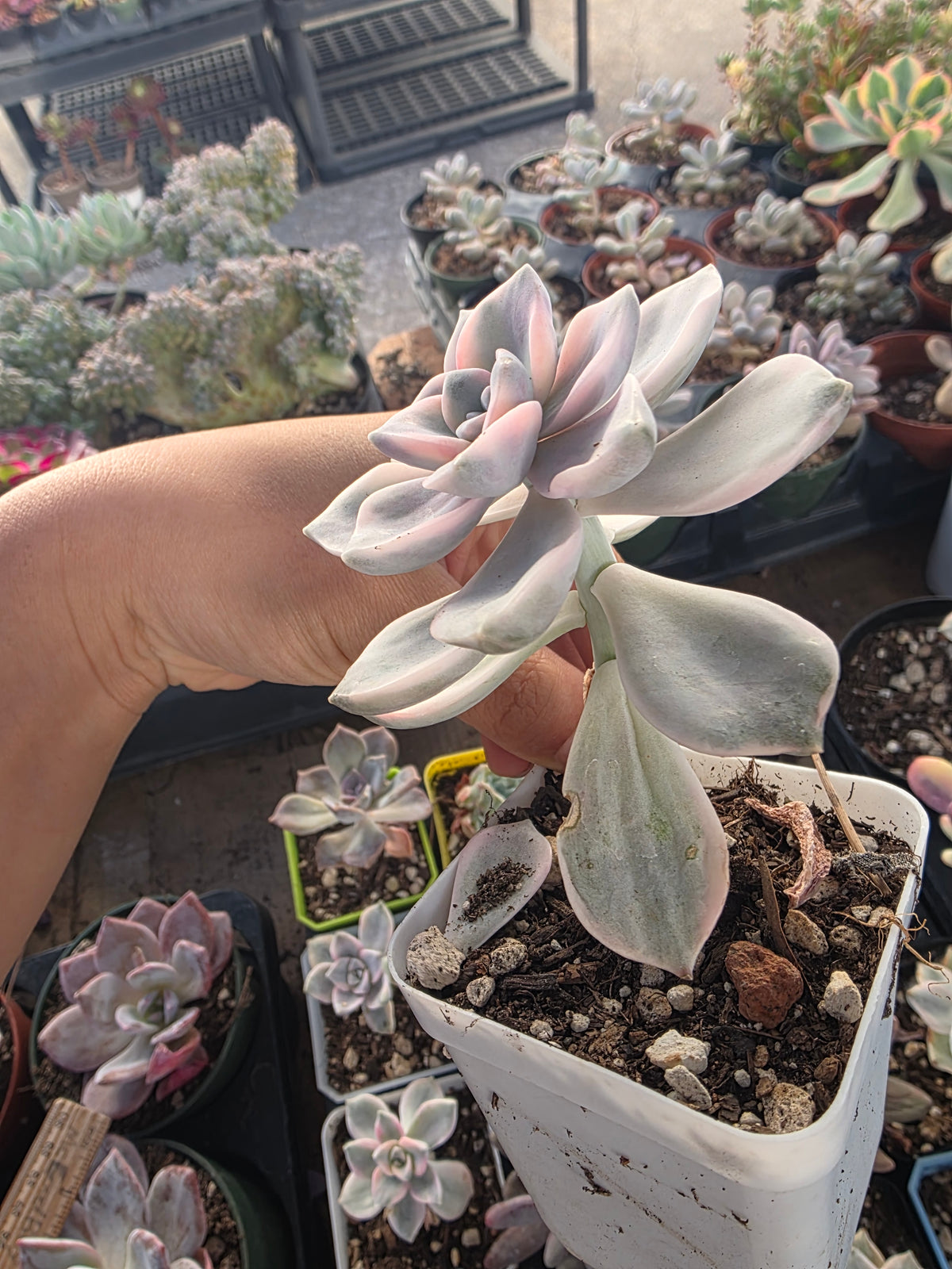 Imported Purple delight var