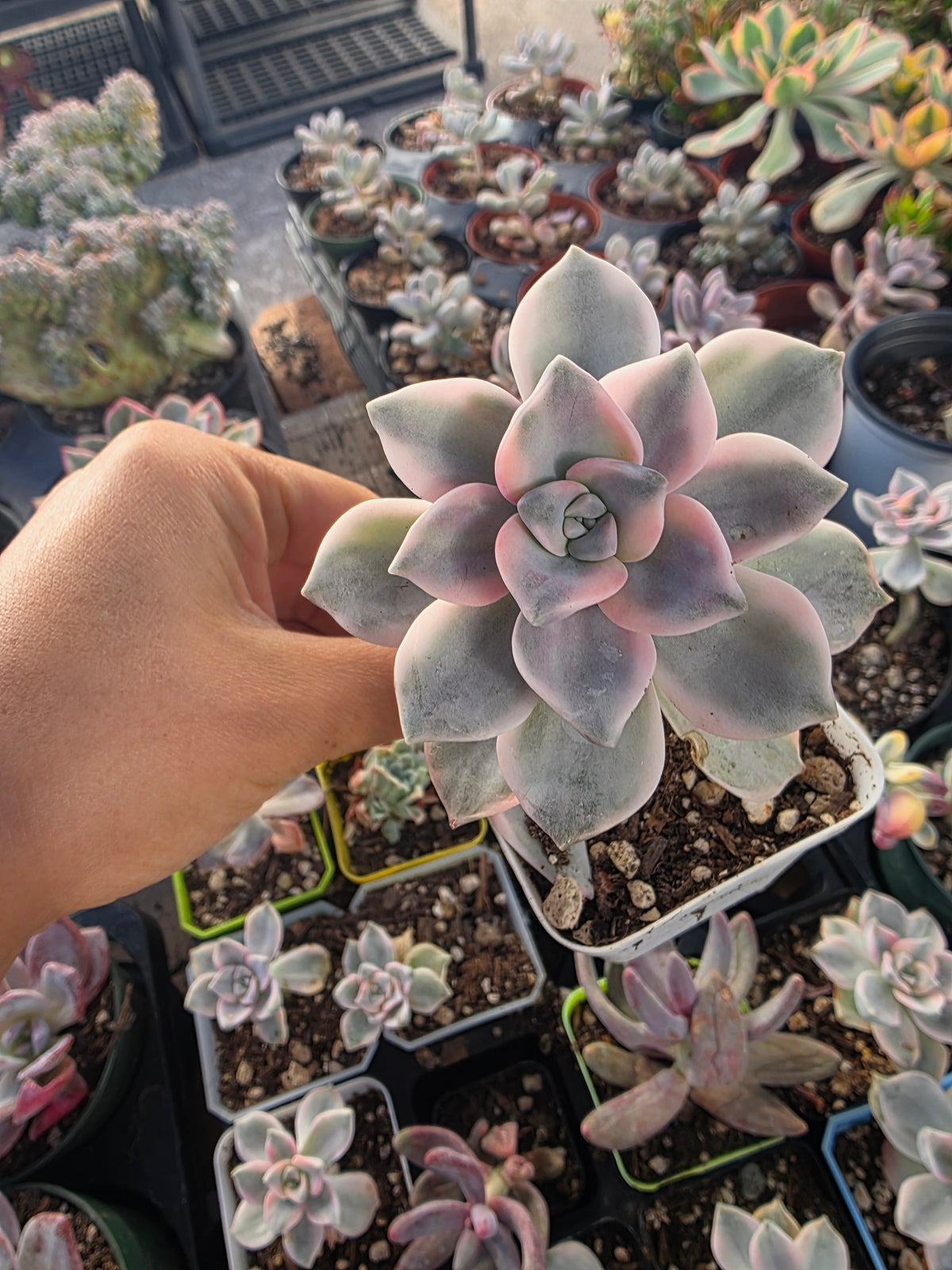 Imported Purple delight var