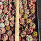 Rare imported mixed Succulents - Succulents Mystery Box