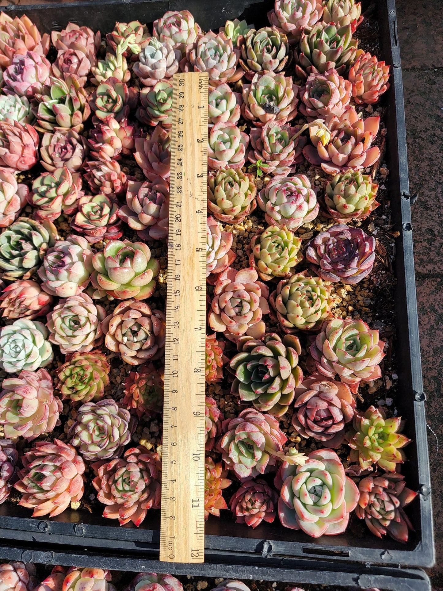 Rare imported mixed Succulents - Succulents Mystery Box