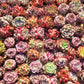Rare imported mixed Succulents - Succulents Mystery Box