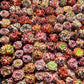 Rare imported mixed Succulents - Succulents Mystery Box