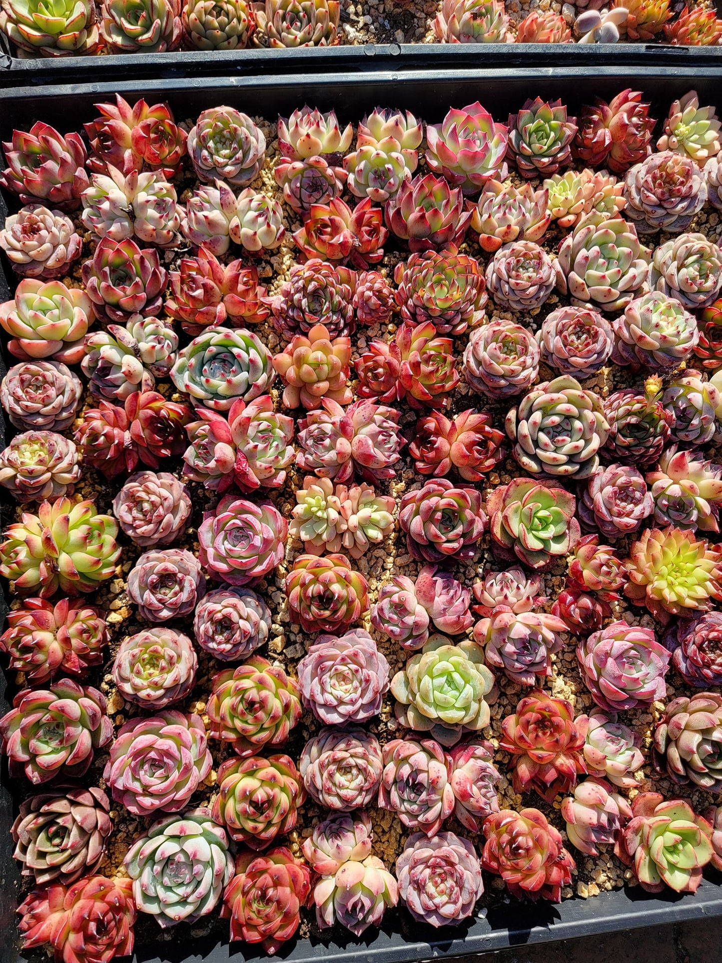 Rare imported mixed Succulents - Succulents Mystery Box