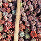 Rare imported mixed Succulents - Succulents Mystery Box