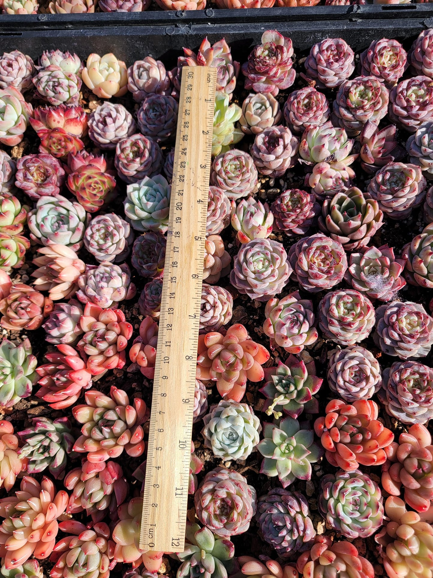 Rare imported mixed Succulents - Succulents Mystery Box