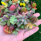 10 small unrooted succulent cuttings