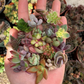 10 small unrooted succulent cuttings