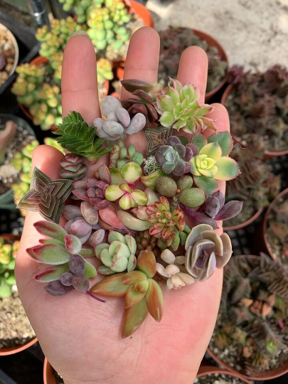 10 small unrooted succulent cuttings