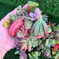 10 small unrooted succulent cuttings