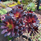 Blackrose aeonium succulent