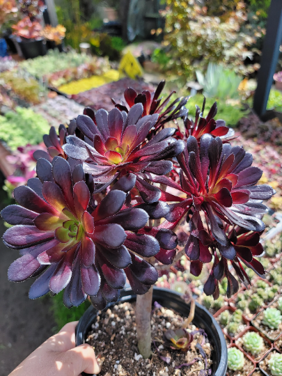 Blackrose aeonium succulent