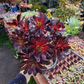 Blackrose aeonium succulent